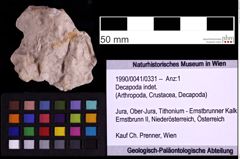 Foto (Objekt + Etiketten) von Decapoda indet. (NHMW-GEO-1990-0041-0331)